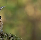 Wethouder Mijntje Pluimers-Foeken
