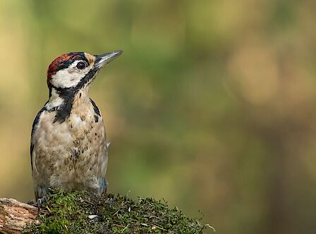 Luchtfoto van huizen, omgeving en bouwprojecten in Oostbroek.
