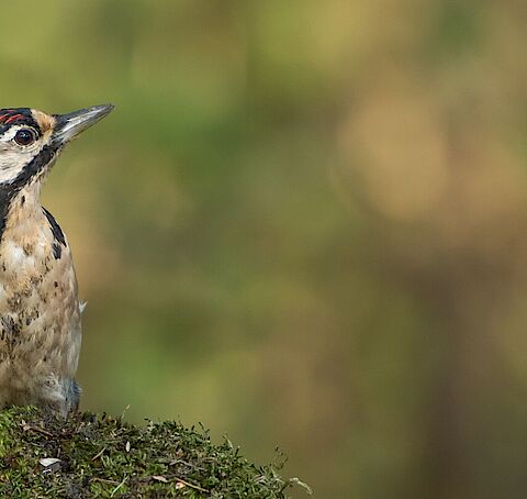 Groepsfoto met gemeenteraadsleden