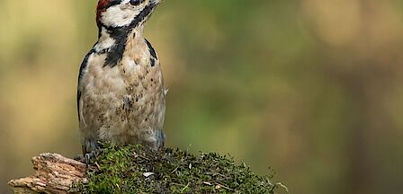 Rouwcentrum De Plantage in Barneveld