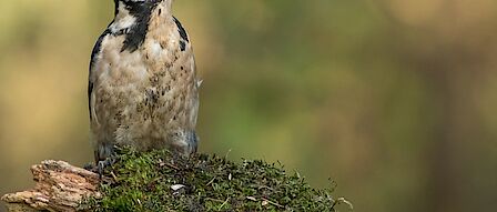 Stedenbouwkundig ontwerp van de nieuwe buurt De Eendracht in Terschuur. Dit is een luchtfoto van het gebied met schets ingeplande huizen.