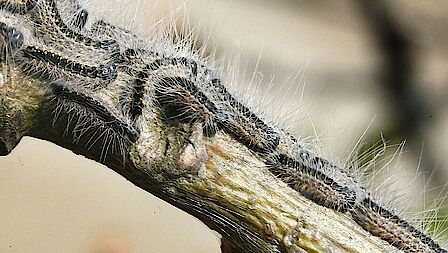 Meerdere eikenprocessierupsen op een boomtak.