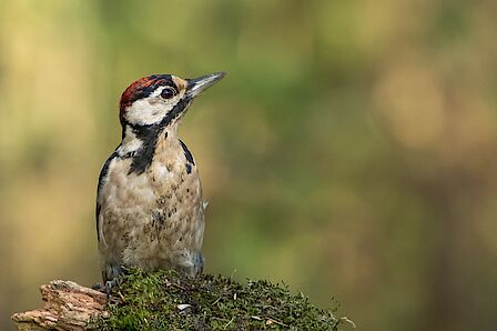 Het bedrijventerrein Harselaar Oost
