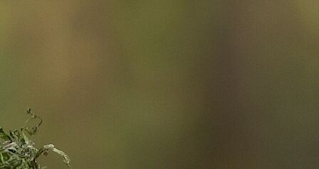 Plattegrond van de wijk