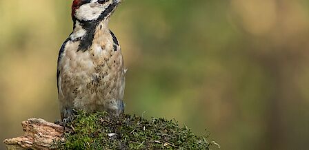 Juichende gasten bij de opening van het bos.