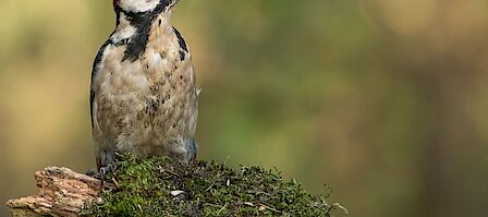 Begraafplaats Kootwijk