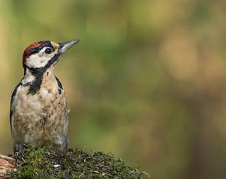 Monument voor te vroeg geboren kindjes