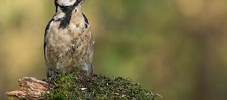 Begraafplaats Voorthuizen