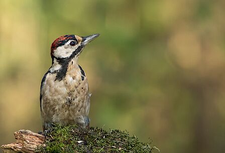 Bedrijventerrein Harselaar-Zuid, foto Van Uffelen
