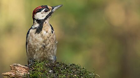 Rouwcentrum De Plantage