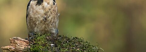 Vier kinderen voetballen op een grasveld.