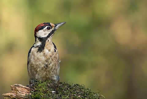 Leden van de Rekenkamer